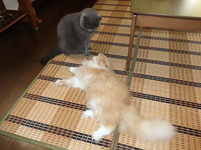 占い メール鑑定 ミーコ