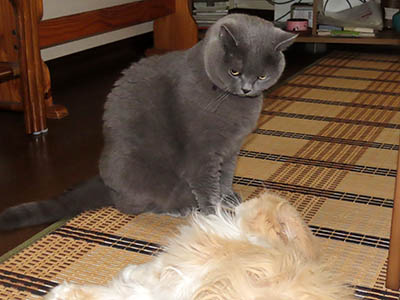 占い メール鑑定 ミーコ