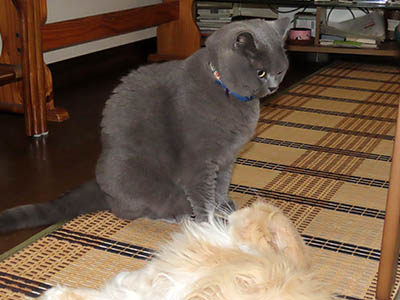 占い メール鑑定 ミーコ