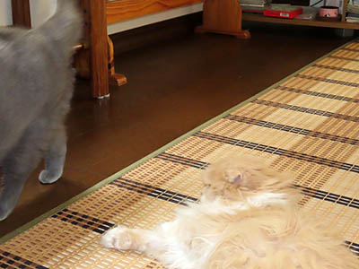 占い メール鑑定 ミーコ