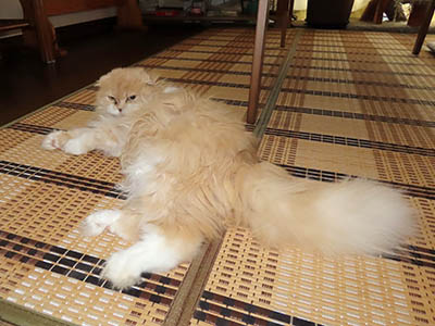 占い メール鑑定 ミーコ