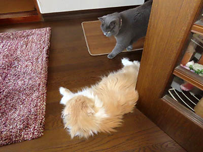 占い メール鑑定 ミーコ