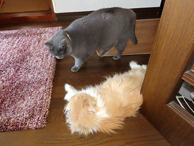 占い メール鑑定 ミーコ