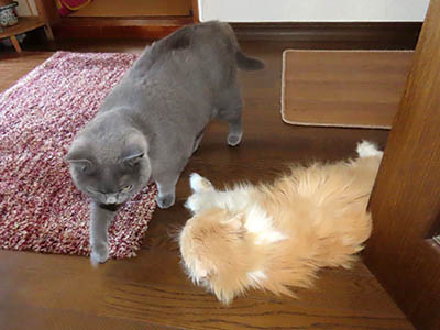 占い メール鑑定 ミーコ