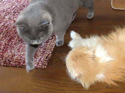 占い メール鑑定 ミーコ