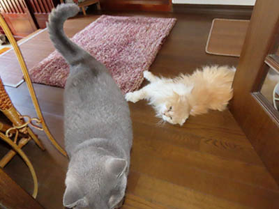 占い メール鑑定 ミーコ