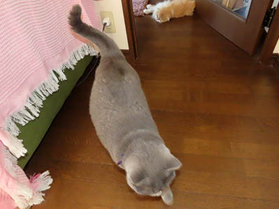 占い メール鑑定 ミーコ