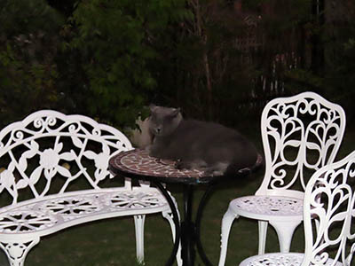 占い メール鑑定 ミーコ