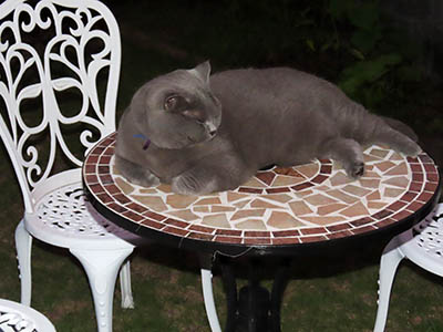 占い メール鑑定 ミーコ