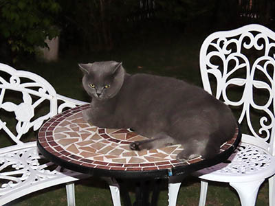 占い メール鑑定 ミーコ