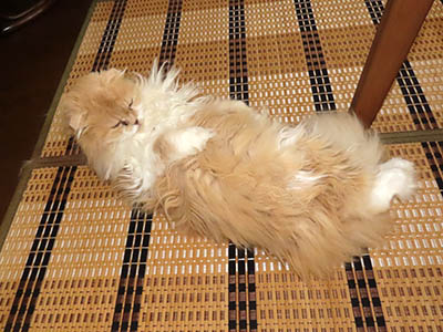 占い メール鑑定 ミーコ