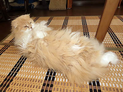 占い メール鑑定 ミーコ