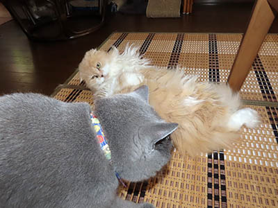 占い メール鑑定 ミーコ