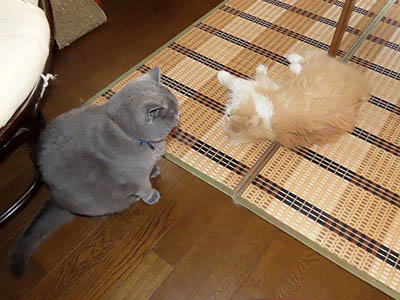 占い メール鑑定 ミーコ