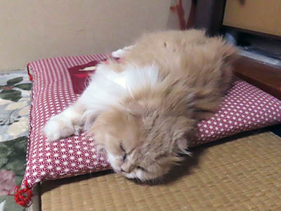 占い メール鑑定 ミーコ