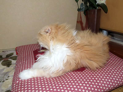 占い メール鑑定 ミーコ