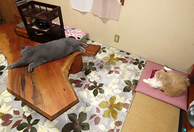 占い メール鑑定 ミーコ