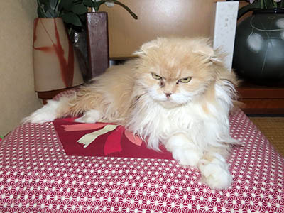 占い メール鑑定 ミーコ