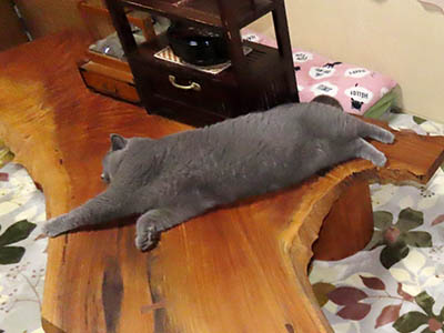 占い メール鑑定 ミーコ