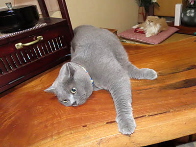 占い メール鑑定 ミーコ