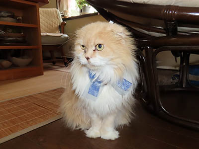 占い メール鑑定 ミーコ