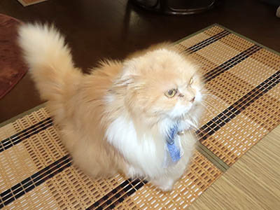 占い メール鑑定 ミーコ