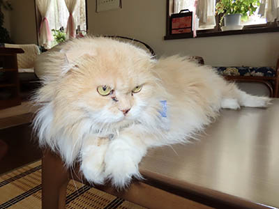 占い メール鑑定 ミーコ