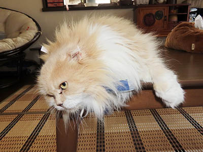 占い メール鑑定 ミーコ