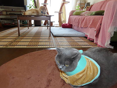 占い メール鑑定 ミーコ