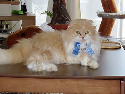 占い メール鑑定 ミーコ