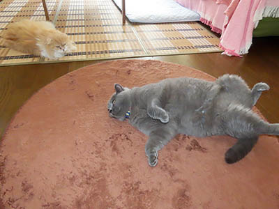 占い メール鑑定 ミーコ