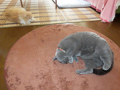 占い メール鑑定 ミーコ