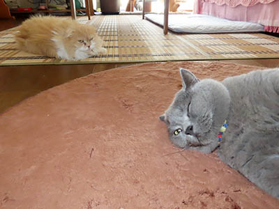 占い メール鑑定 ミーコ