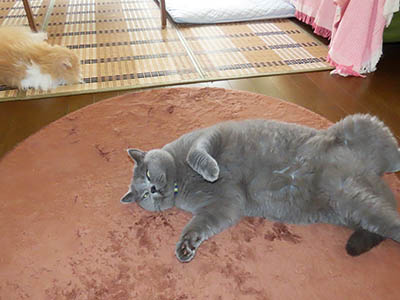 占い メール鑑定 ミーコ