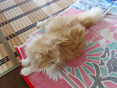 占い メール鑑定 ミーコ