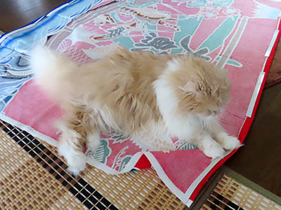 占い メール鑑定 ミーコ