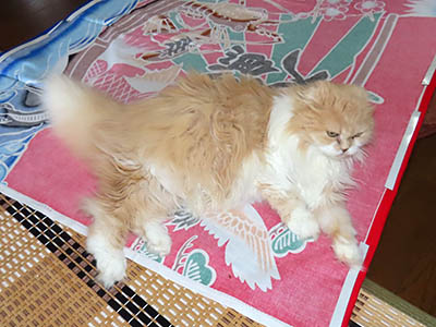 占い メール鑑定 ミーコ