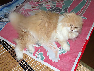 占い メール鑑定 ミーコ