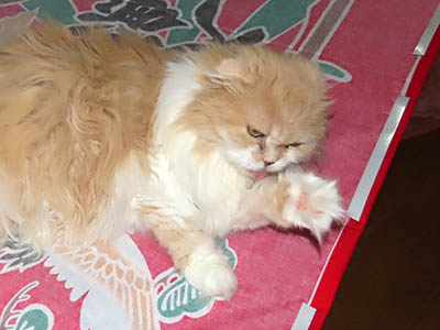 占い メール鑑定 ミーコ