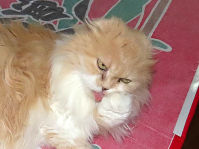 占い メール鑑定 ミーコ