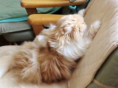 占い メール鑑定 ミーコ