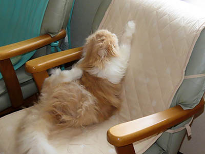 占い メール鑑定 ミーコ