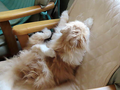 占い メール鑑定 ミーコ