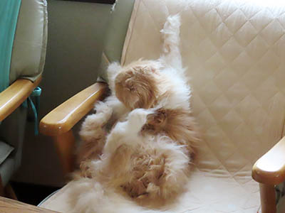 占い メール鑑定 ミーコ