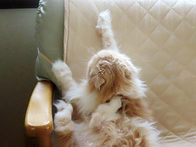 占い メール鑑定 ミーコ