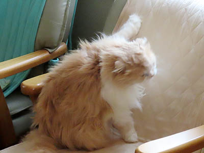 占い メール鑑定 ミーコ