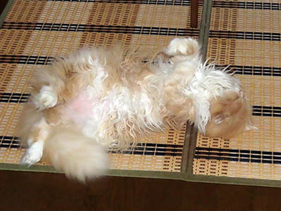 占い メール鑑定 ミーコ