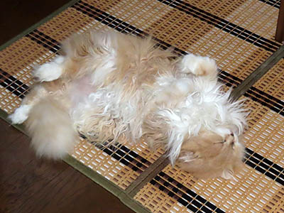 占い メール鑑定 ミーコ