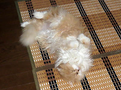 占い メール鑑定 ミーコ