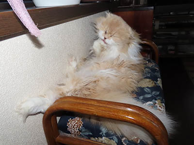 占い メール鑑定 ミーコ